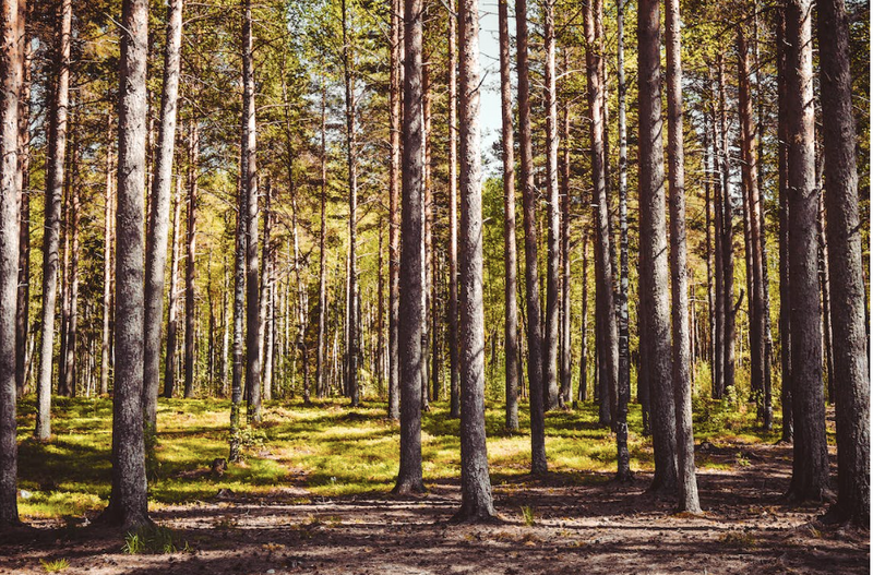 Hardwood and softwood timber